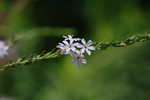 Wing-angle loosestrife